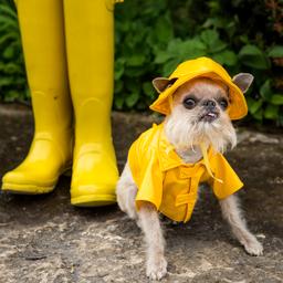 Wettervorhersage Regnerisch mit der Moeglichkeit starker Gewitter im Suedosten