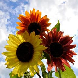 Wettervorhersage Sonne und Wolken wechseln sich ab und es bleibt