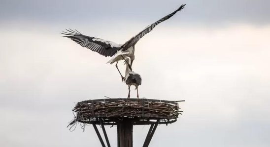 Wie geht es dem Storch jetzt in den Niederlanden