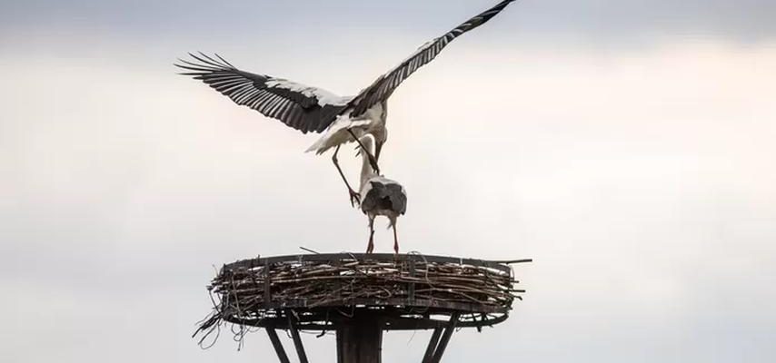 Wie geht es dem Storch jetzt in den Niederlanden