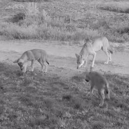 Wolfsbabys zum ersten Mal in der Suedwest Veluwe geboren Innere