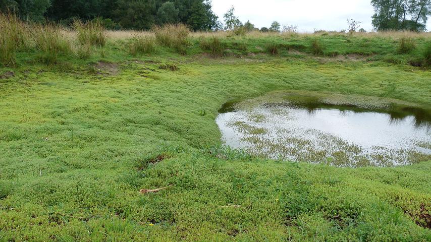 1693917805 20 Eine exotische Wasserpflanze oder ein Pilz kann ein Oekosystem zerstoeren