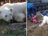 Dierenartsen helpen ijsbeer die met tong in blikje vastzit