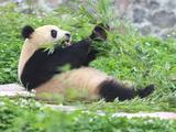 Pandajong Ouwehands Dierenpark blijkt geen jongen maar een meisje te zijn