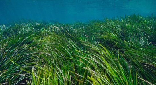 Das bepflanzte Seegrasfeld hat sich in einem Jahr verdoppelt und