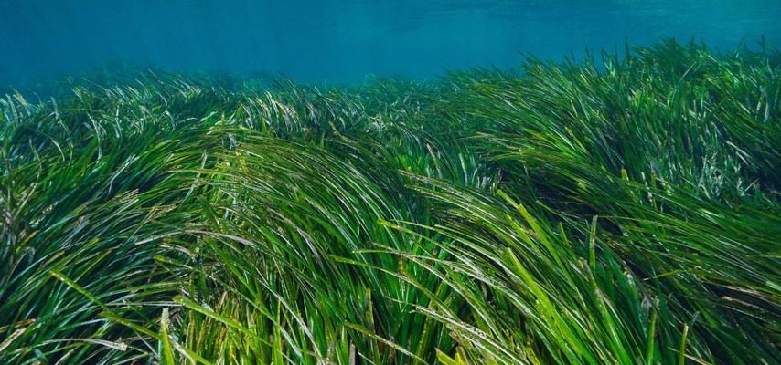 Das bepflanzte Seegrasfeld hat sich in einem Jahr verdoppelt und