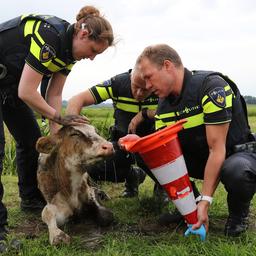 Das passiert mit Tieren die in Gewahrsam genommen werden