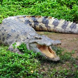 Dutzende Krokodile entkommen wegen Ueberschwemmung von chinesischer Farm Im