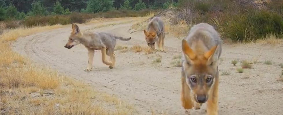 In diesem Jahr wurden in den Niederlanden fast vierzig Wolfsjunge