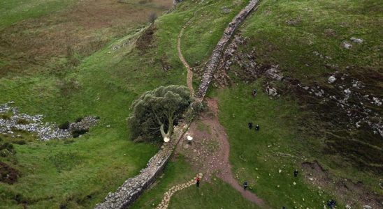 Kultiger Robin Hood Baum in Nordengland gefaellt Polizei ermittelt Im Ausland