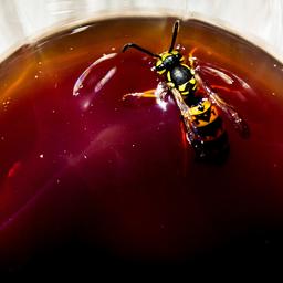 Limonadenwespe ist auch in diesem Jahr die am haeufigsten gezaehlte