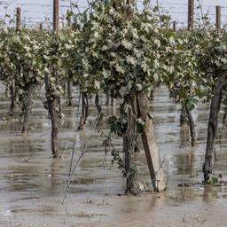 Pilze bedrohen italienische Weinernte nach heftigen Regenschauern Wirtschaft