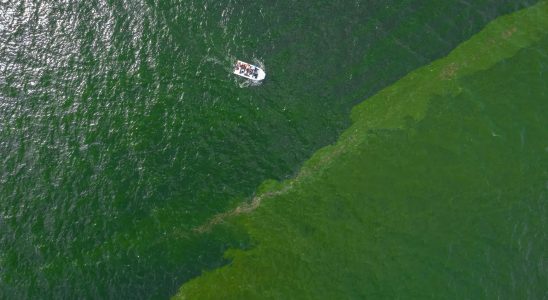 Plankton Extreme Planktonbluete fuehrt zu einer „toten Zone im Meer