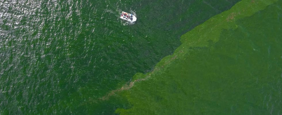 Plankton Extreme Planktonbluete fuehrt zu einer „toten Zone im Meer