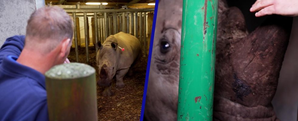 Rhino dribbelt halb betaeubt zu einer Transportkiste in Arnheim