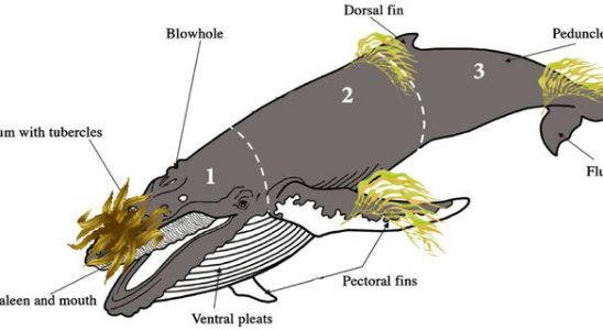 Wale tragen „Huete aus Algen zum Spass aber es ist