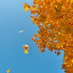 Aufgrund des extrem warmen Herbstes werfen Baeume ihre Blaetter spaeter