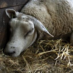 Blauzungenkrankheit in vermutlich mehr als 2250 Tierhaltungsbetrieben Inlaendisch