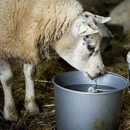 Blauzungenkrankheit kommt jetzt auch in Limburg vor nur Zeeland bleibt