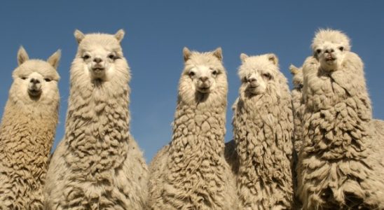 Der Aktienhandels API Entwickler Alpaca erhaelt eine Wandelanleihe im Wert von 15