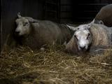 Die Blauzungenkrankheit ist in vollem Gange Mehr als tausend Tierhaltungsbetriebe