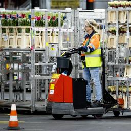 Die Niederlande exportieren dieses Jahr weniger Blumen und Pflanzen