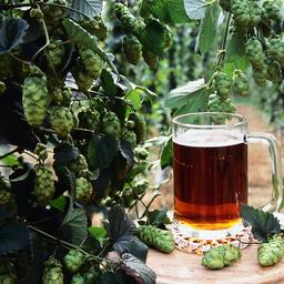 Ein weiterer Nachteil des Klimawandels weniger schmackhaftes Bier Essen