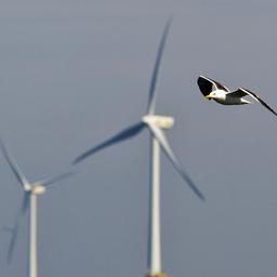 Herbstzug in vollem Gange So versuchen Windparks Voegel zu retten