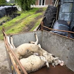 In Zeeland auch die Blauzungenkrankheit was bedeutet dass das Virus