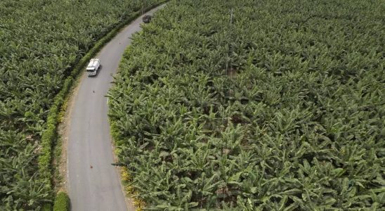 Kokain Praesidentschaftskandidat Ecuadors verspricht Massnahmen gegen Haefen in denen in