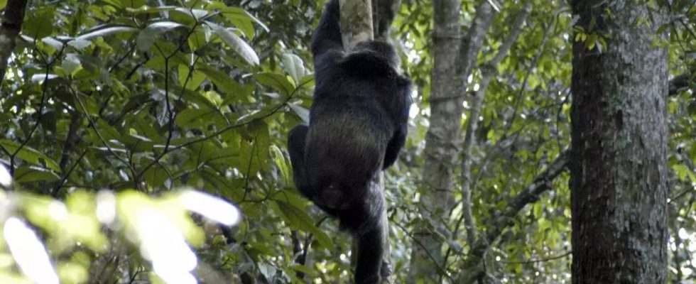 Uganda Babyraub Schimpansen zwingen Familien in Uganda dazu ihre Haeuser zu