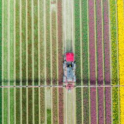 Umweltgruppe Urgenda ist verbluefft ueber den Einsatz von Lilienanbau fuer