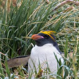 Vogelgrippe erreicht Antarktis Sorge um Robben und Pinguine Im