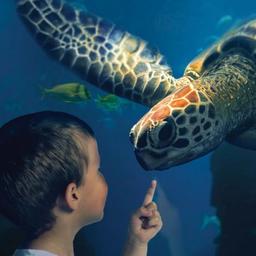 Wochenangebot Bestellen Sie jetzt Tickets fuer SEA LIFE Scheveningen