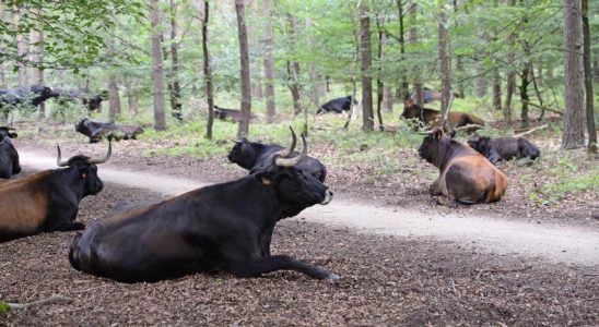 Wolf nimmt auch Tiere von Foerstern die dafuer noch keine