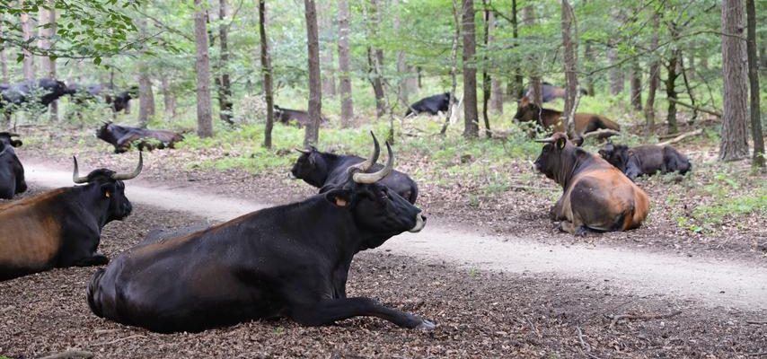 Wolf nimmt auch Tiere von Foerstern die dafuer noch keine