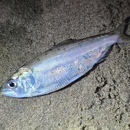 Zwei Maifische in der Waal gefangen Hoffnung auf die Rueckkehr