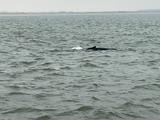 Jonge bultrug gespot in de Waddenzee