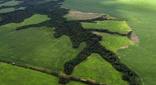 Armut Armut zerstoert den Amazonas Regenwald Eine bessere Behandlung von Boeden