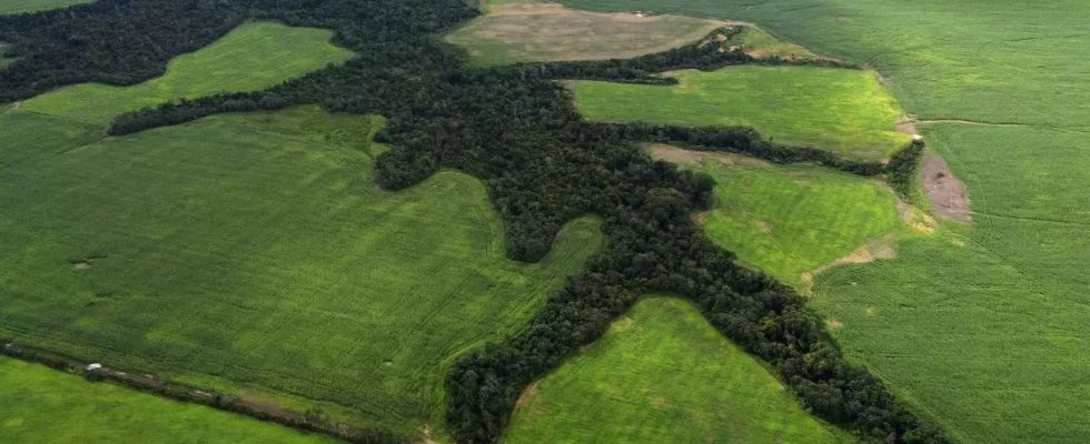 Armut Armut zerstoert den Amazonas Regenwald Eine bessere Behandlung von Boeden