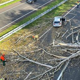 Baeume koennen jetzt schneller umgeweht werden als bei anderen Stuermen