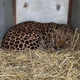 Die AAP Foundation kuemmert sich um vernachlaessigte und traumatisierte Leoparden