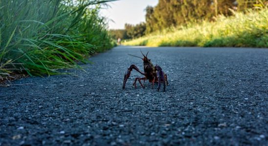 Europaeischer Nerz koennte die Loesung zur Bekaempfung exotischer Hummer sein