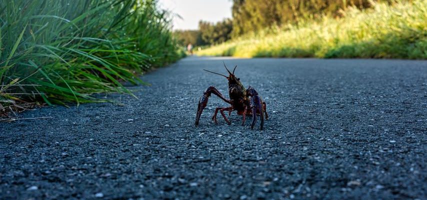 Europaeischer Nerz koennte die Loesung zur Bekaempfung exotischer Hummer sein