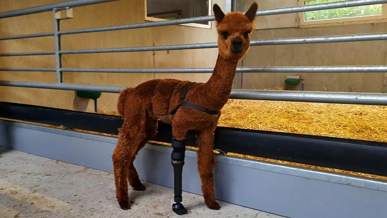 Beeld uit video: Alpaca huppelt weer vrolijk rond in België dankzij prothese