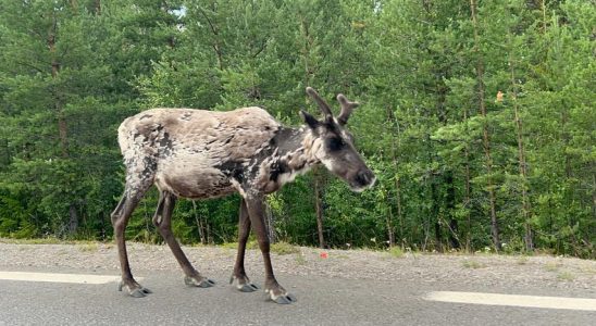 Innerhalb von fuenf Jahren wurden in Nordschweden mehr als zehntausend