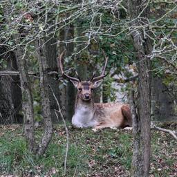 Nature Amsterdamse Waterleidingduinen erholt sich nach Weideverbot fuer Damwild