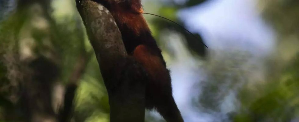 Rettung des goldenen Affen Brasiliens ein gruener Korridor nach dem