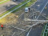 Tod durch Sturm Ciaran in den Niederlanden Baum faellt auf