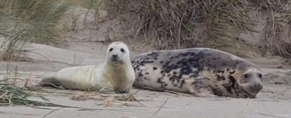 Auch gestrandete Robbenbabys wurden am Freitag auf Texel entdeckt „Es